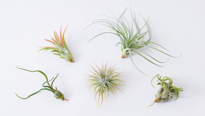 tillandsia 1.jpg