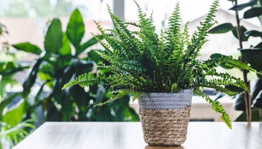 nephrolepis 1.jpg