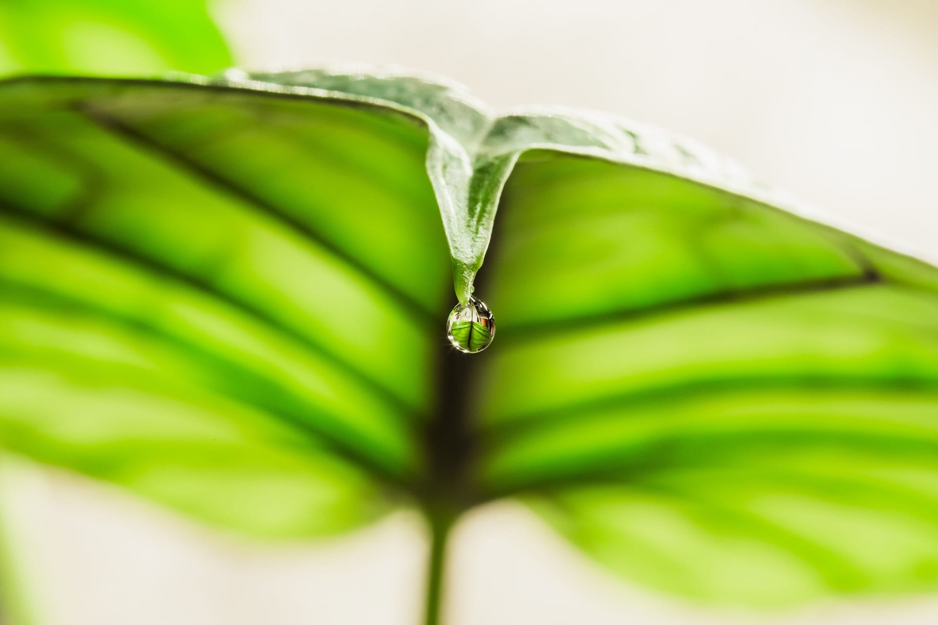 gutation on leaf tip.jpg