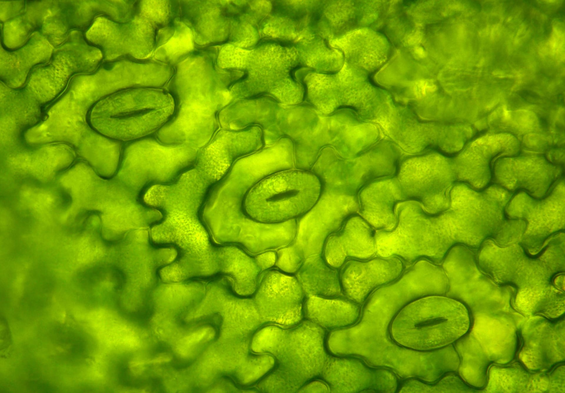 stomata blog gutation.jpg