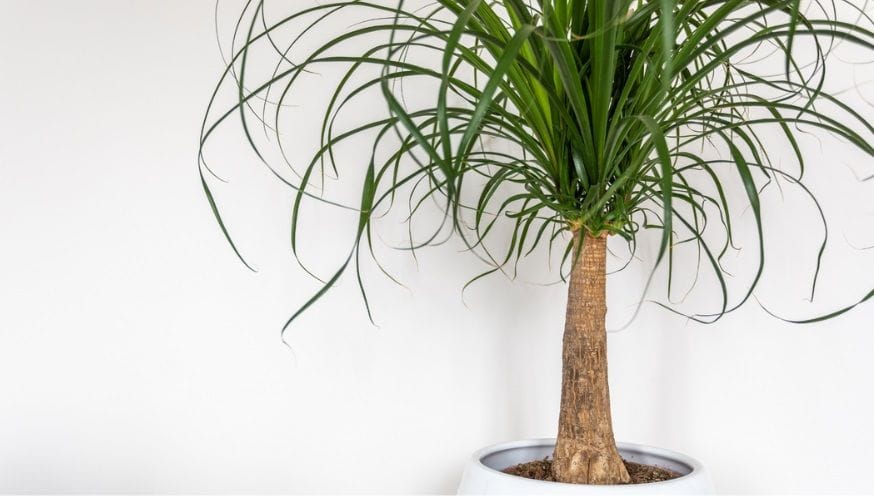 Beaucarnea 1.jpg