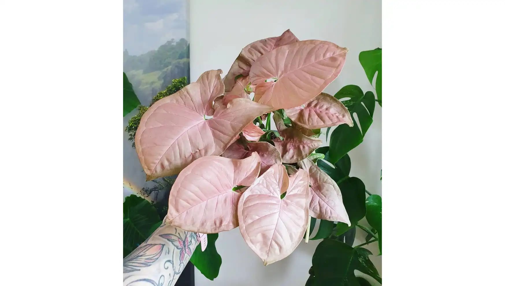 @crazy.plantlady_tessa.webp