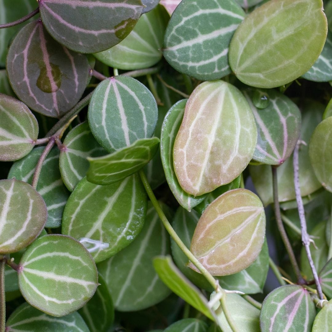 Dischidia