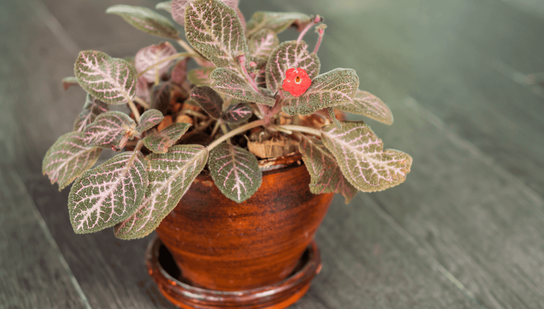 Episcia in pot