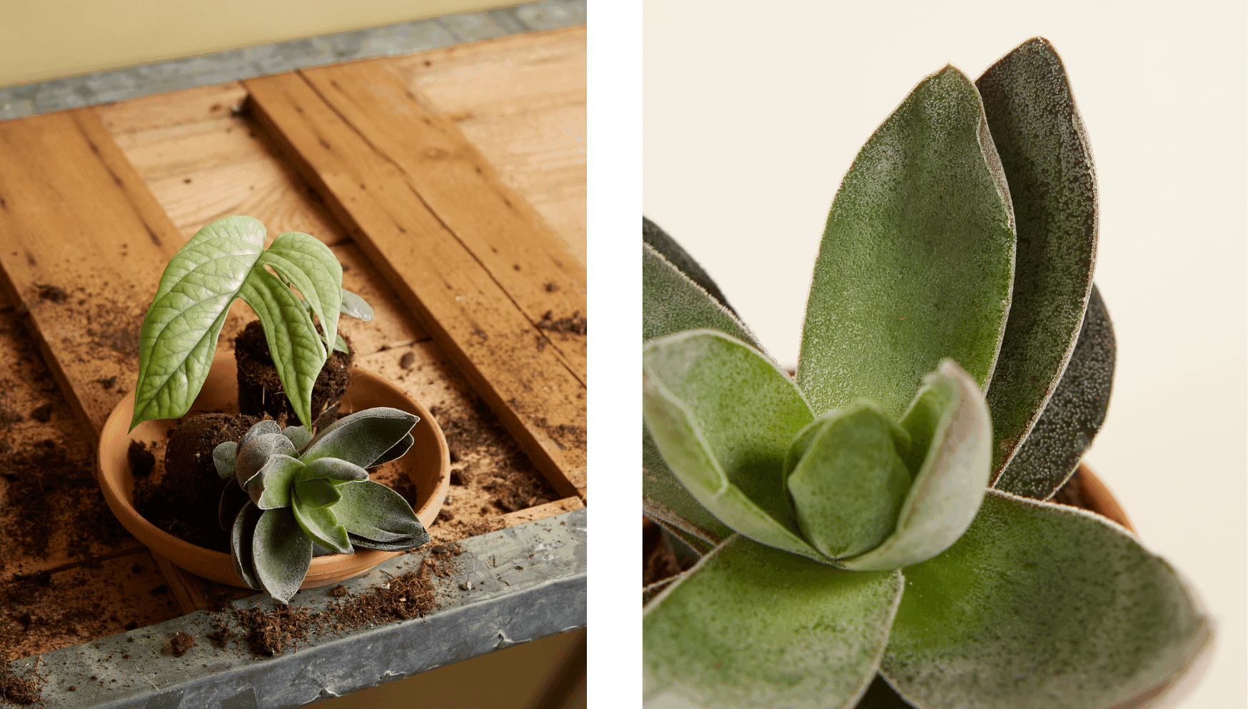Crassula Garnet Lotus.png