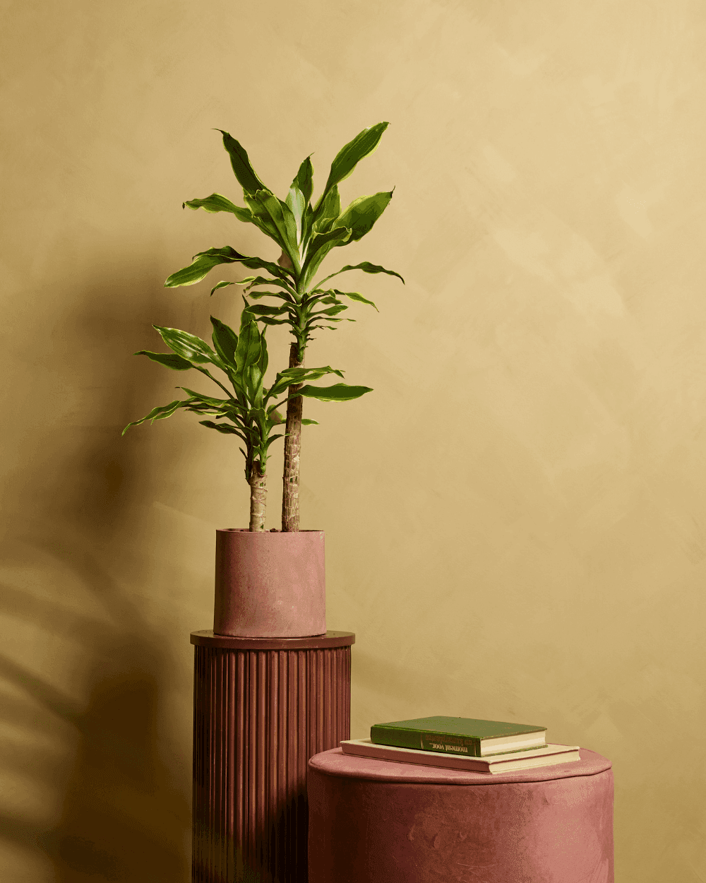 Dracaena