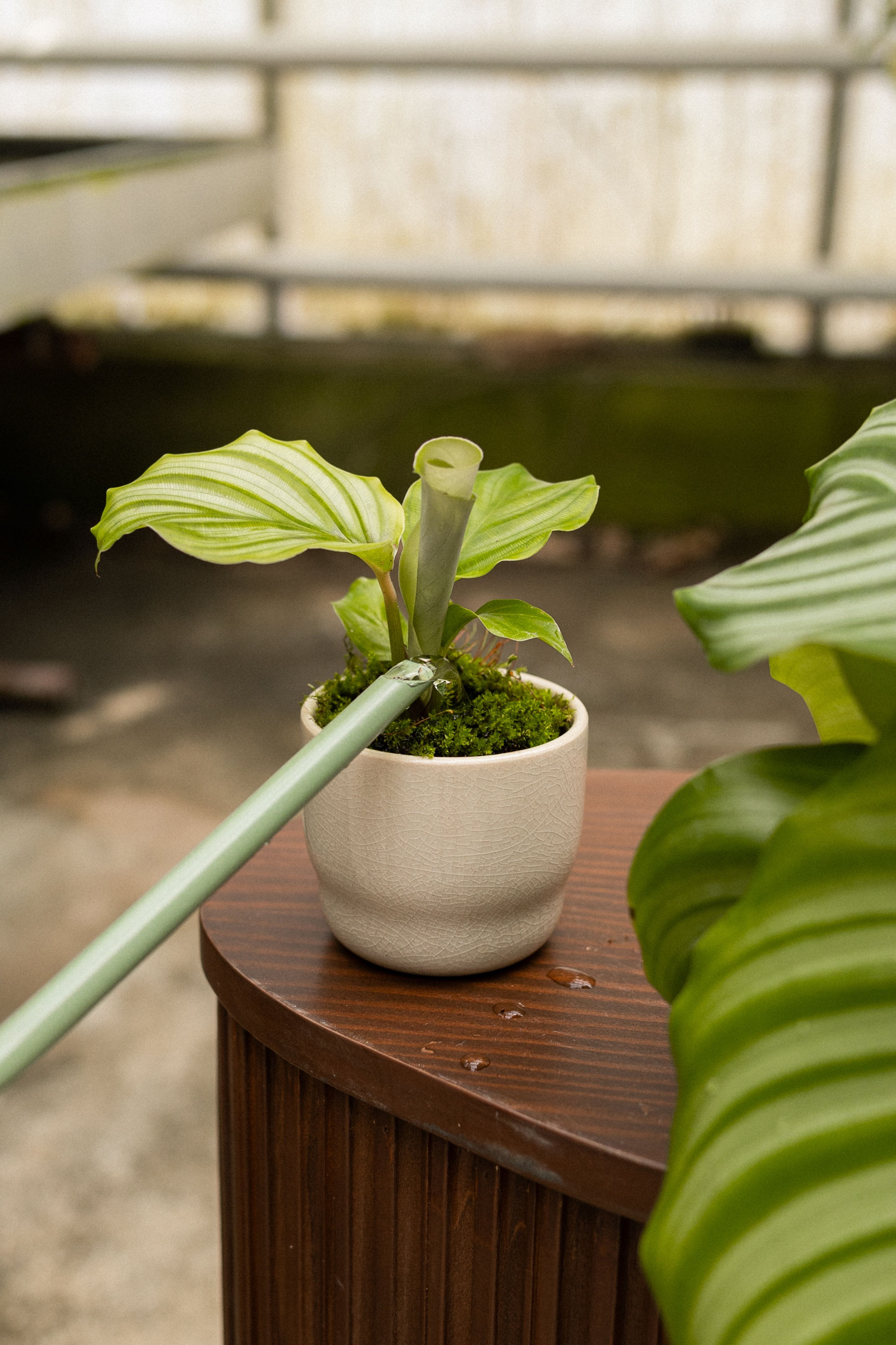 POTM Orbifolia - 775