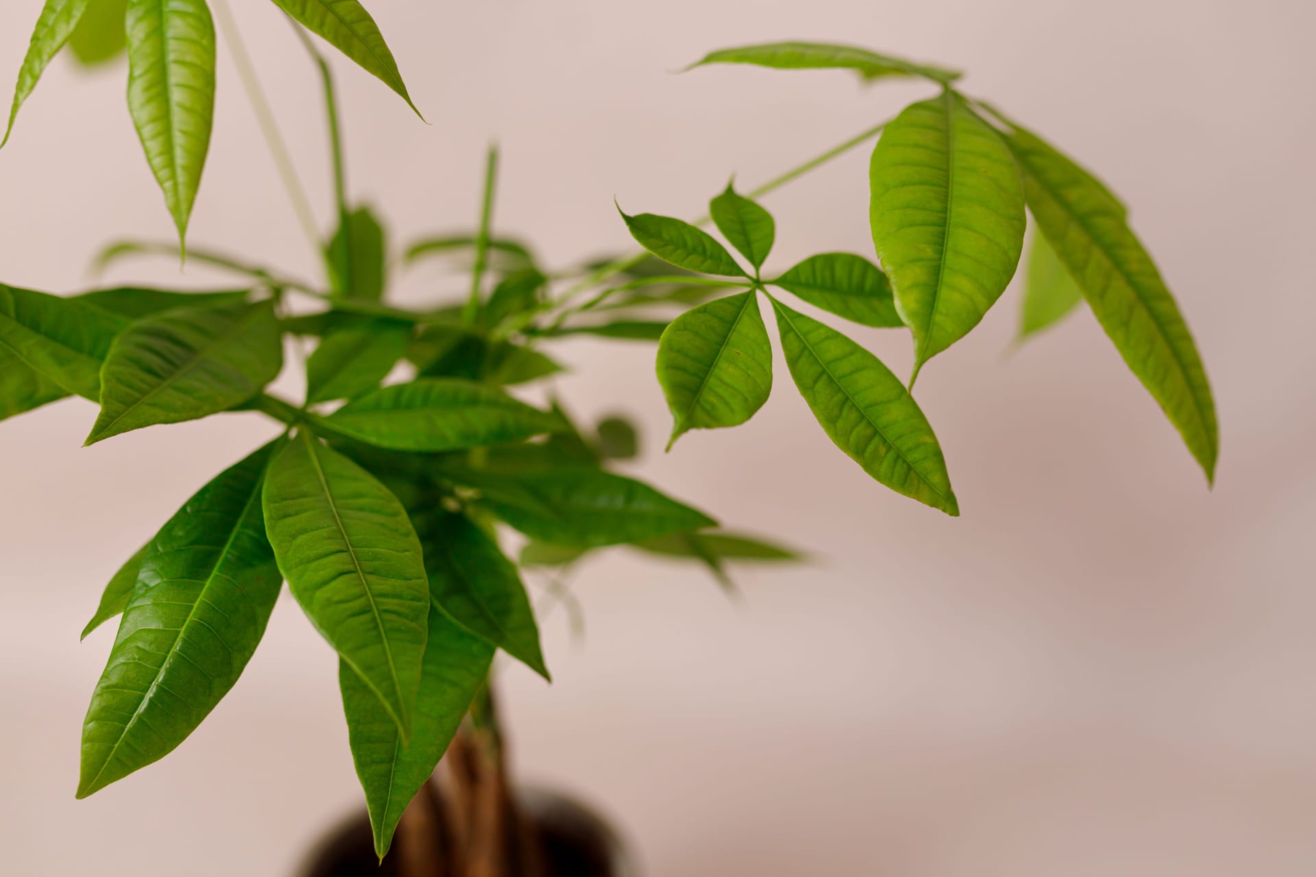 Pachira leaves