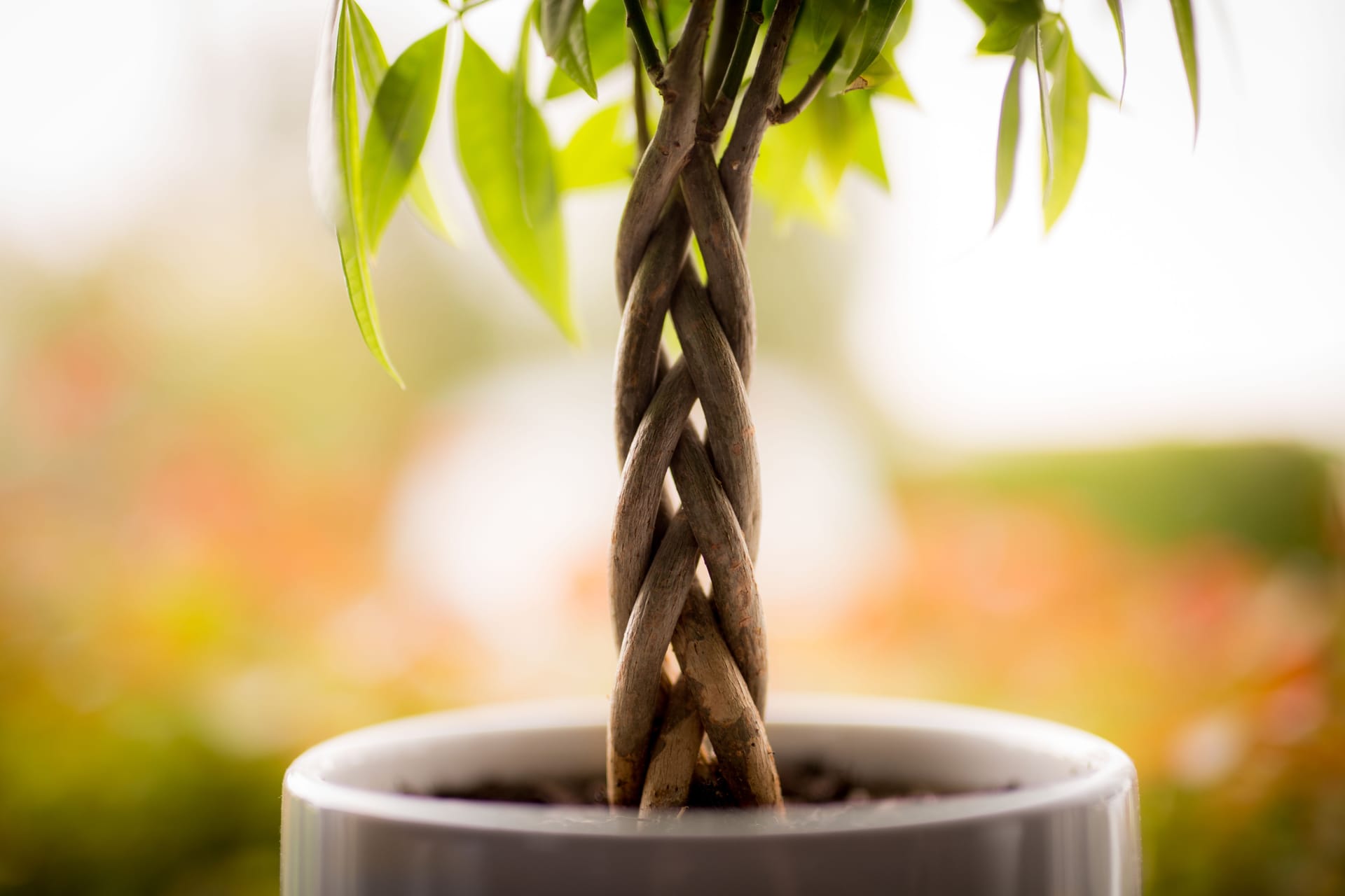 Pachira stem