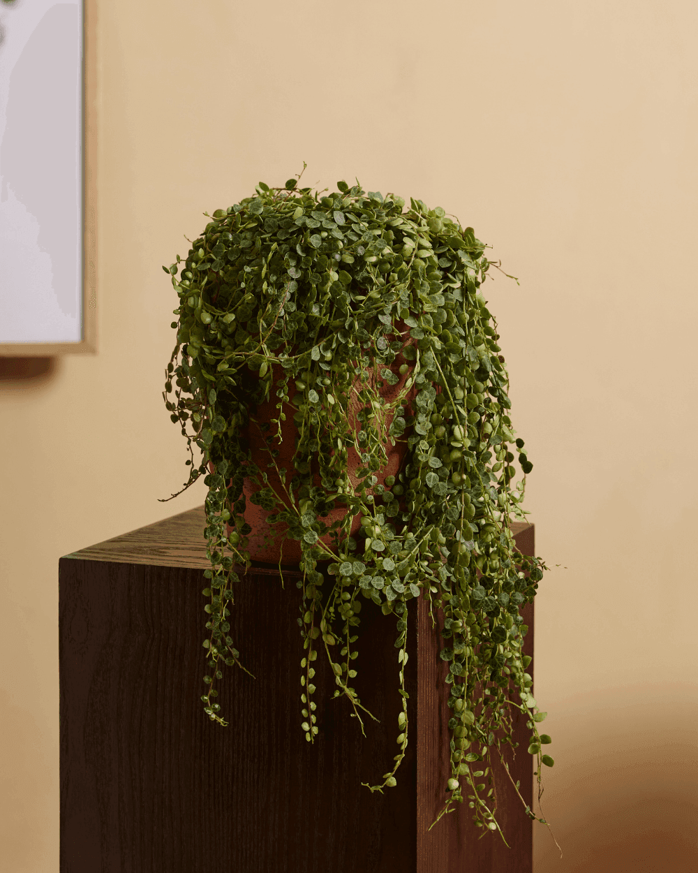 Peperomia