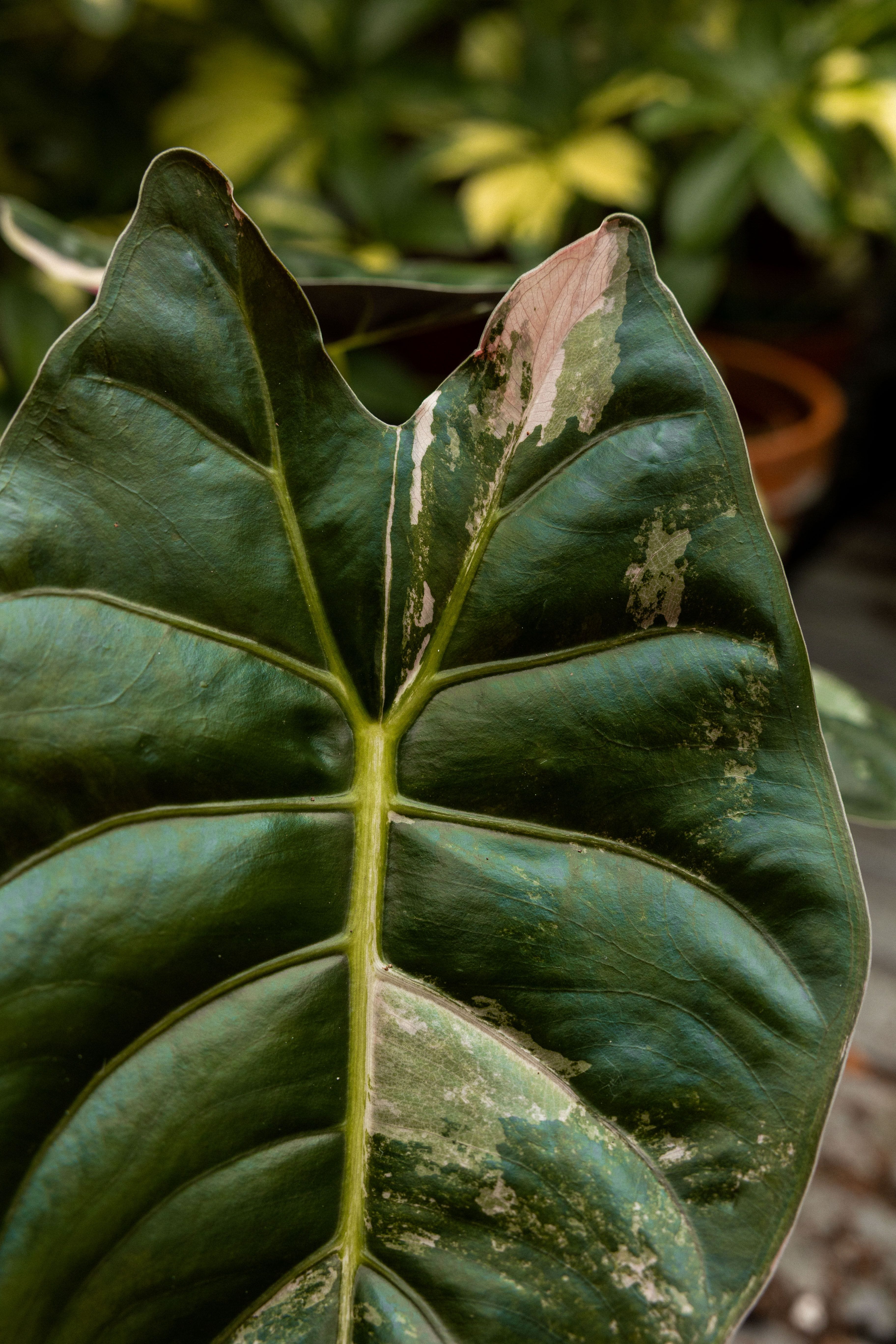 Rareplantsale-14