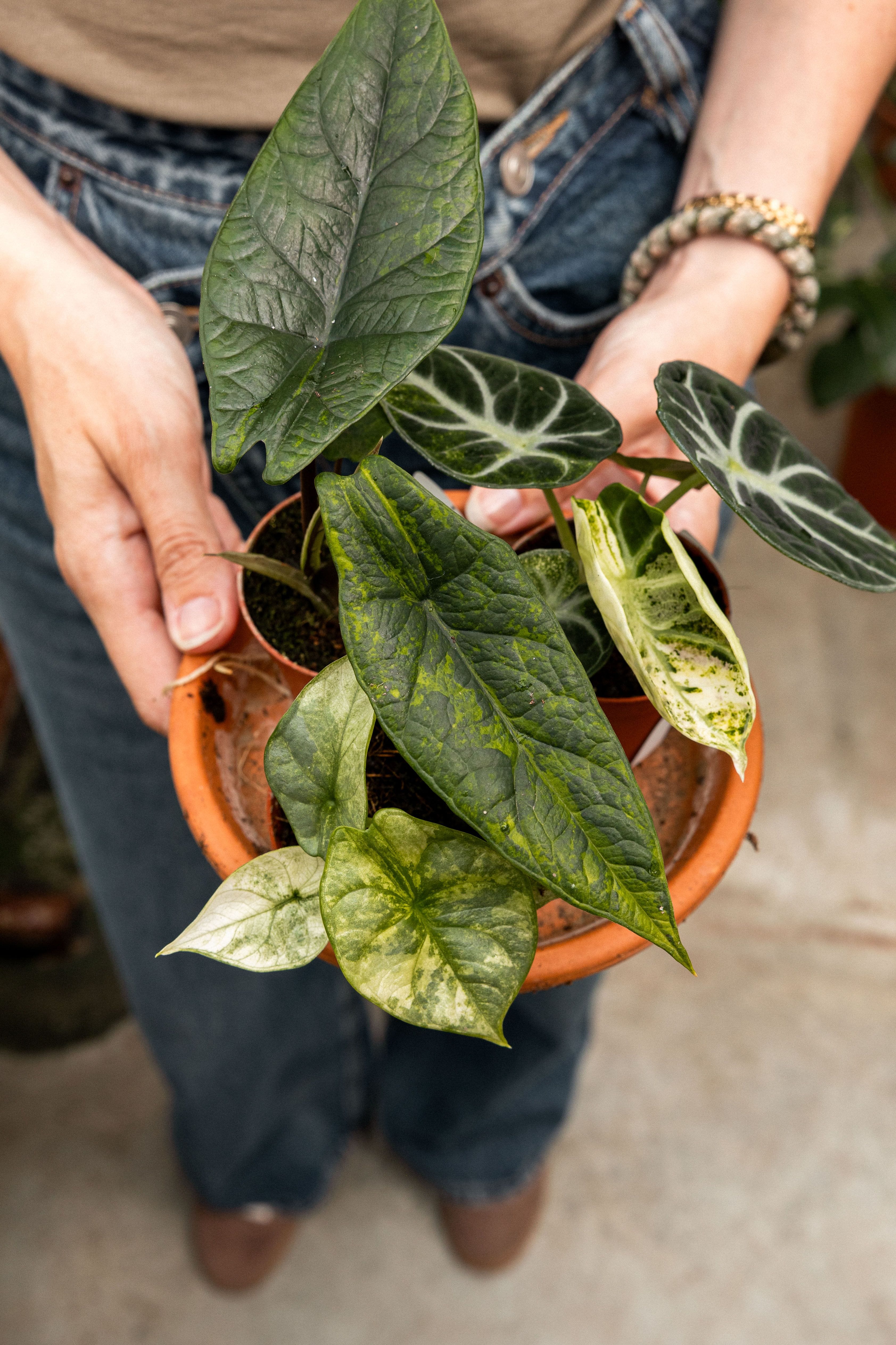 Rareplantsale-20