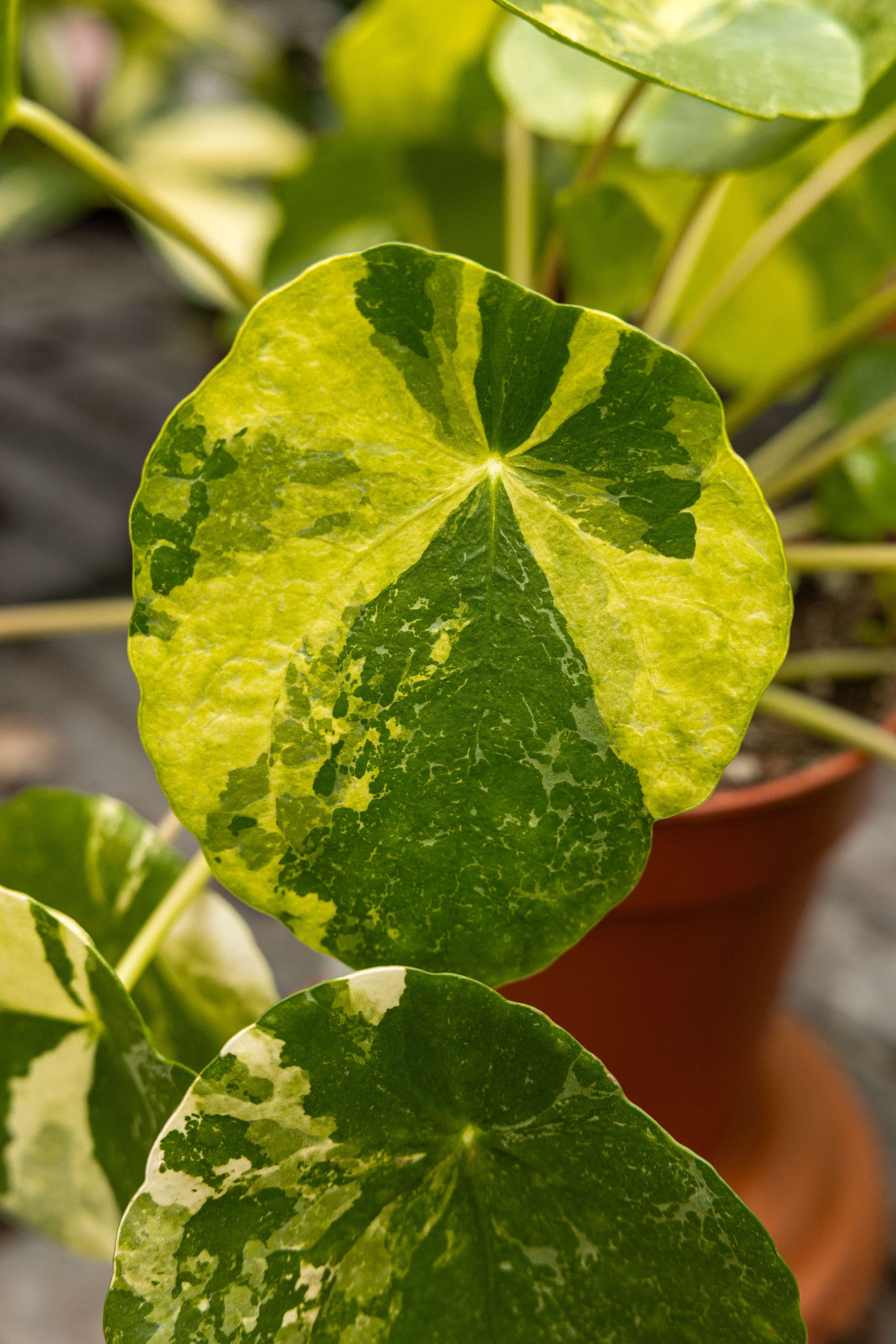 Rareplantsale-3