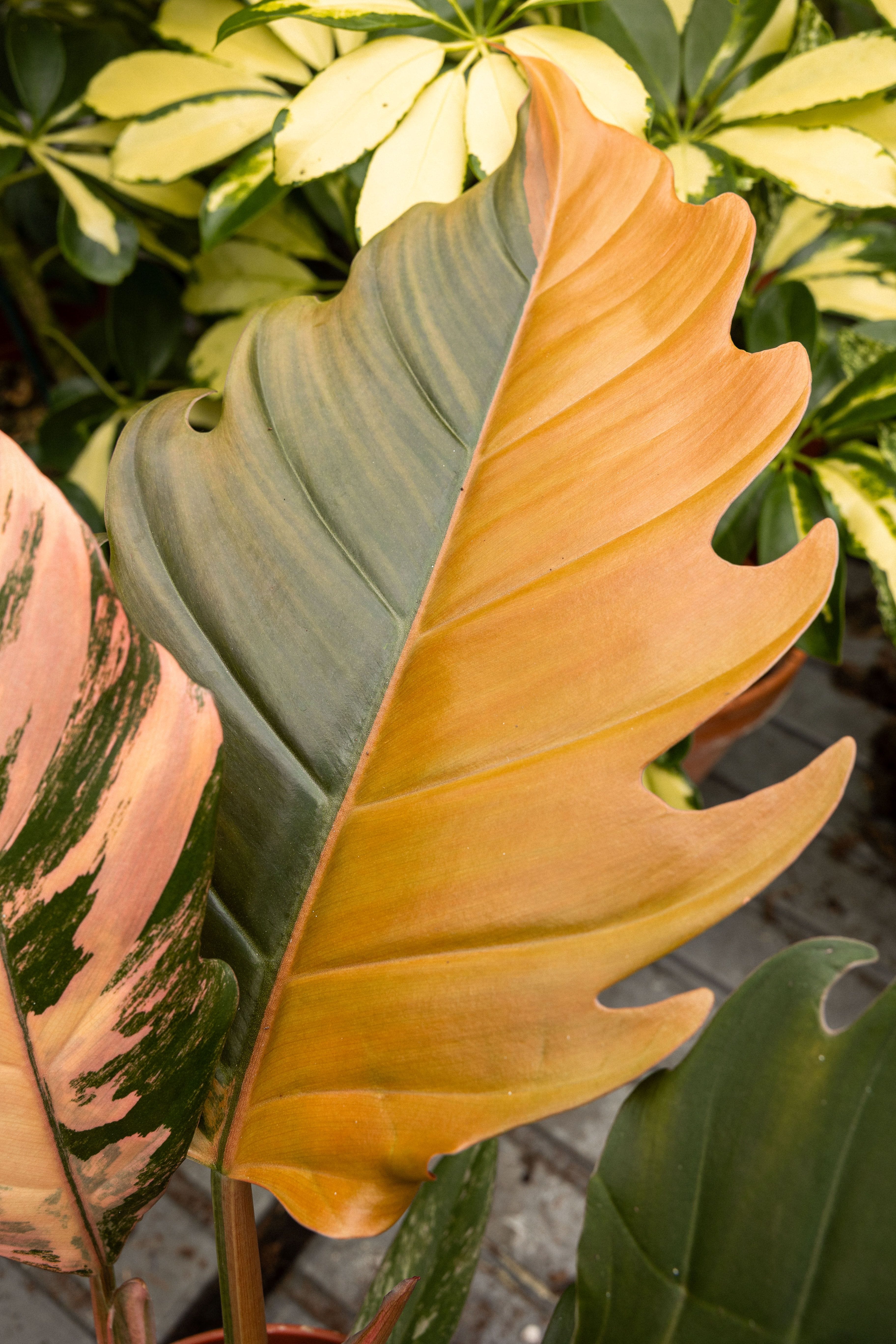 Rareplantsale-7