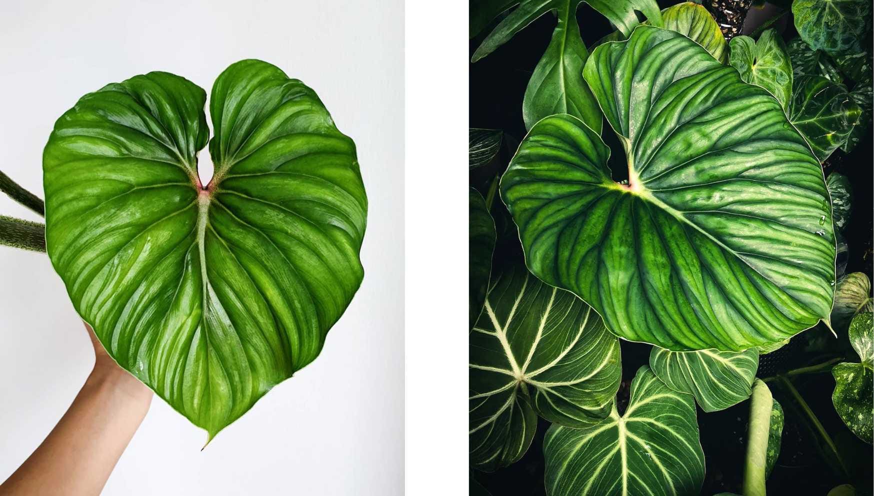 @pupperswithplants & @whysomayplants