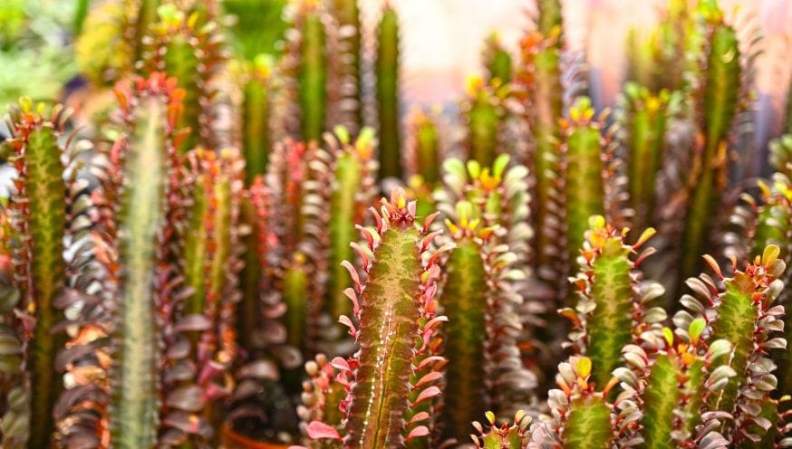 euphorbia 2.jpg