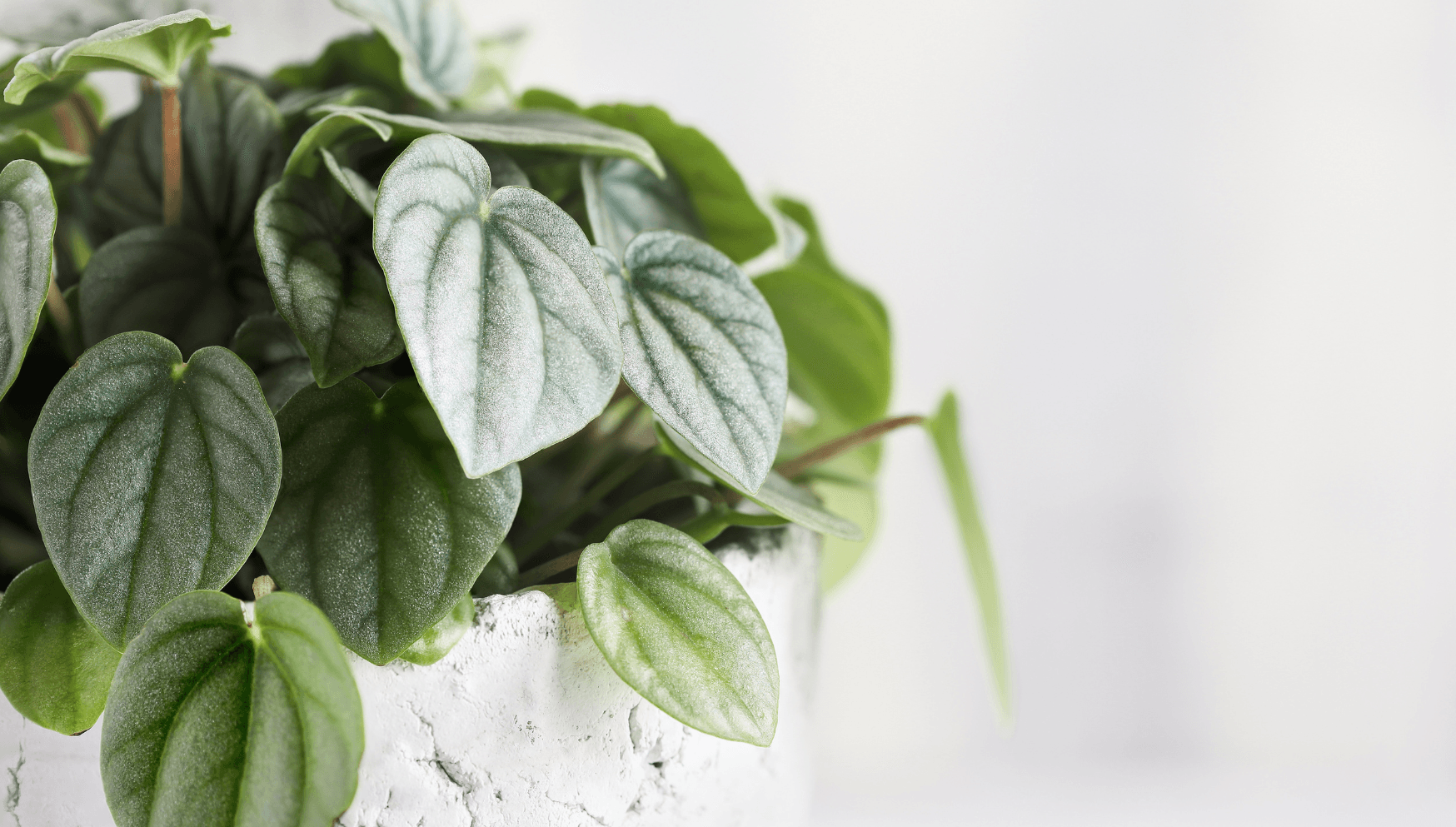 Peperomia