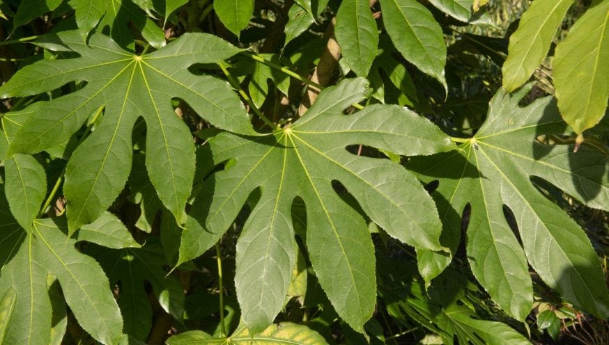 Fatsia placement.jpg