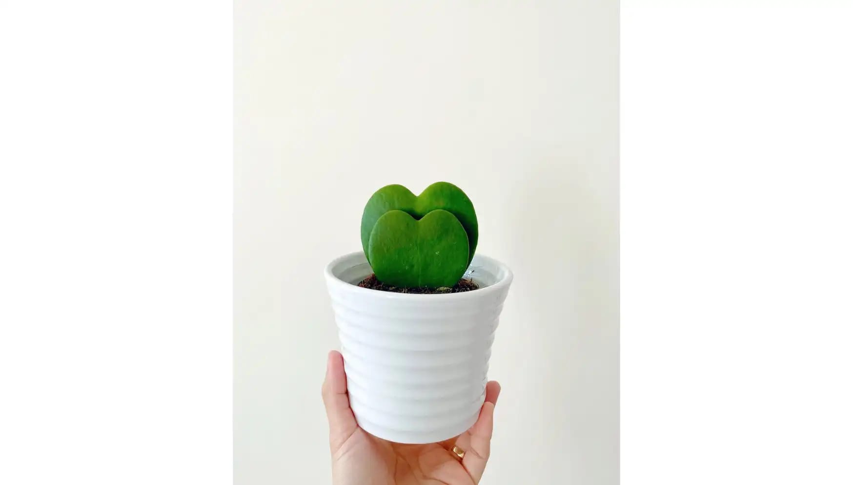 Instagram @mygrowingfoliage