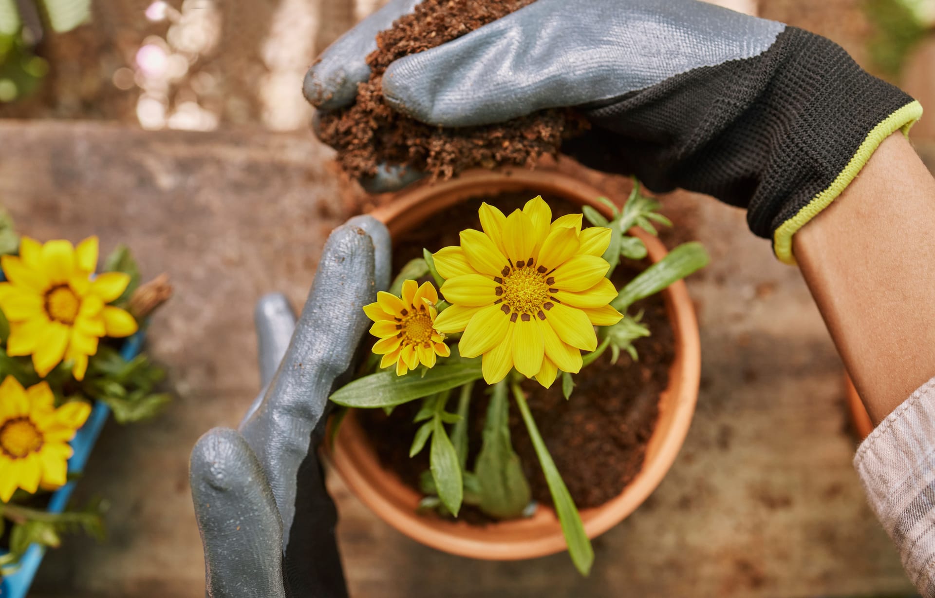 flower bulb in pot.jpeg