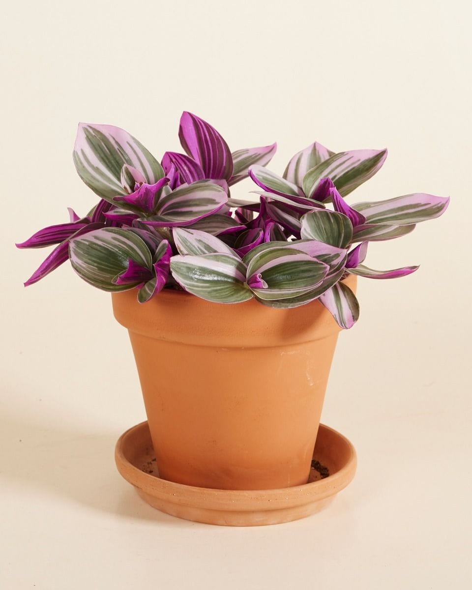 Tradescantia Nanouk