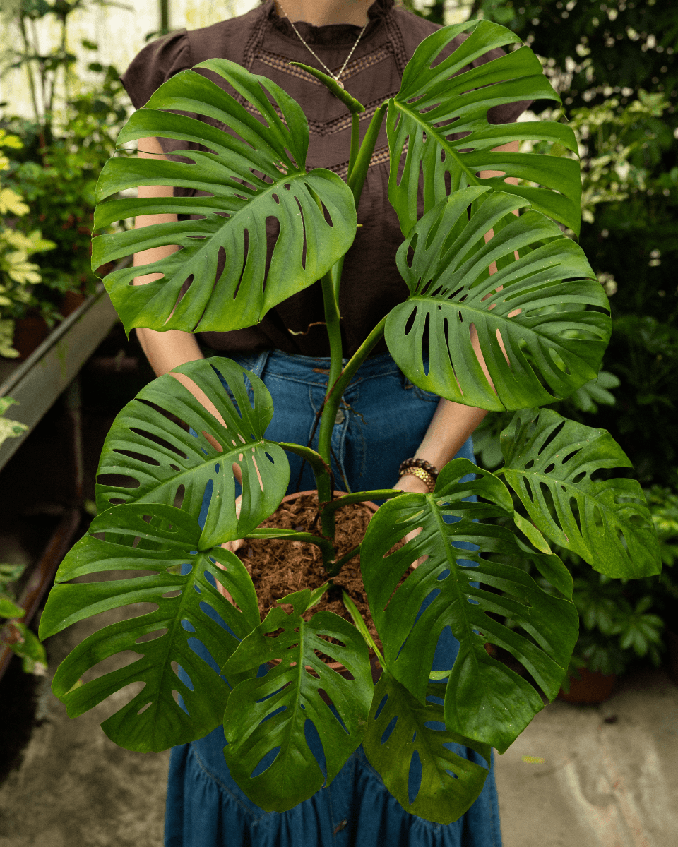 Odd Spot Plants x PLNTS Monstera Aussie Dream