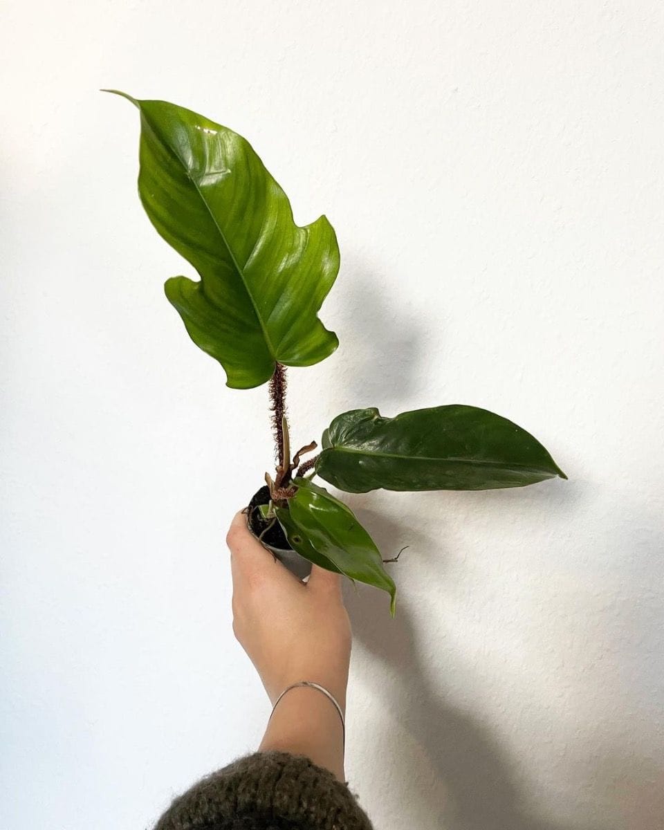 Baby Philodendron Squamiferum