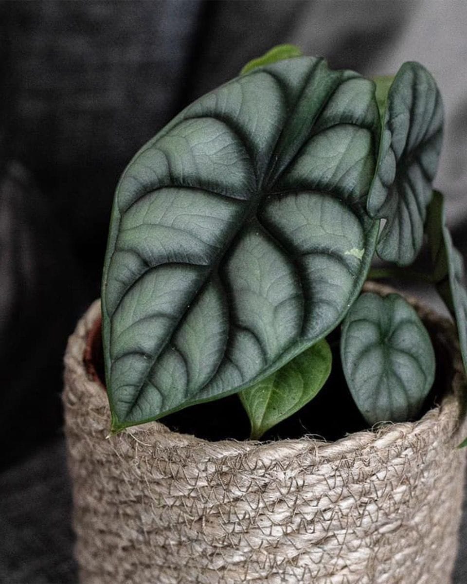 Baby Alocasia Elephant Ear Baginda Silver Dragon