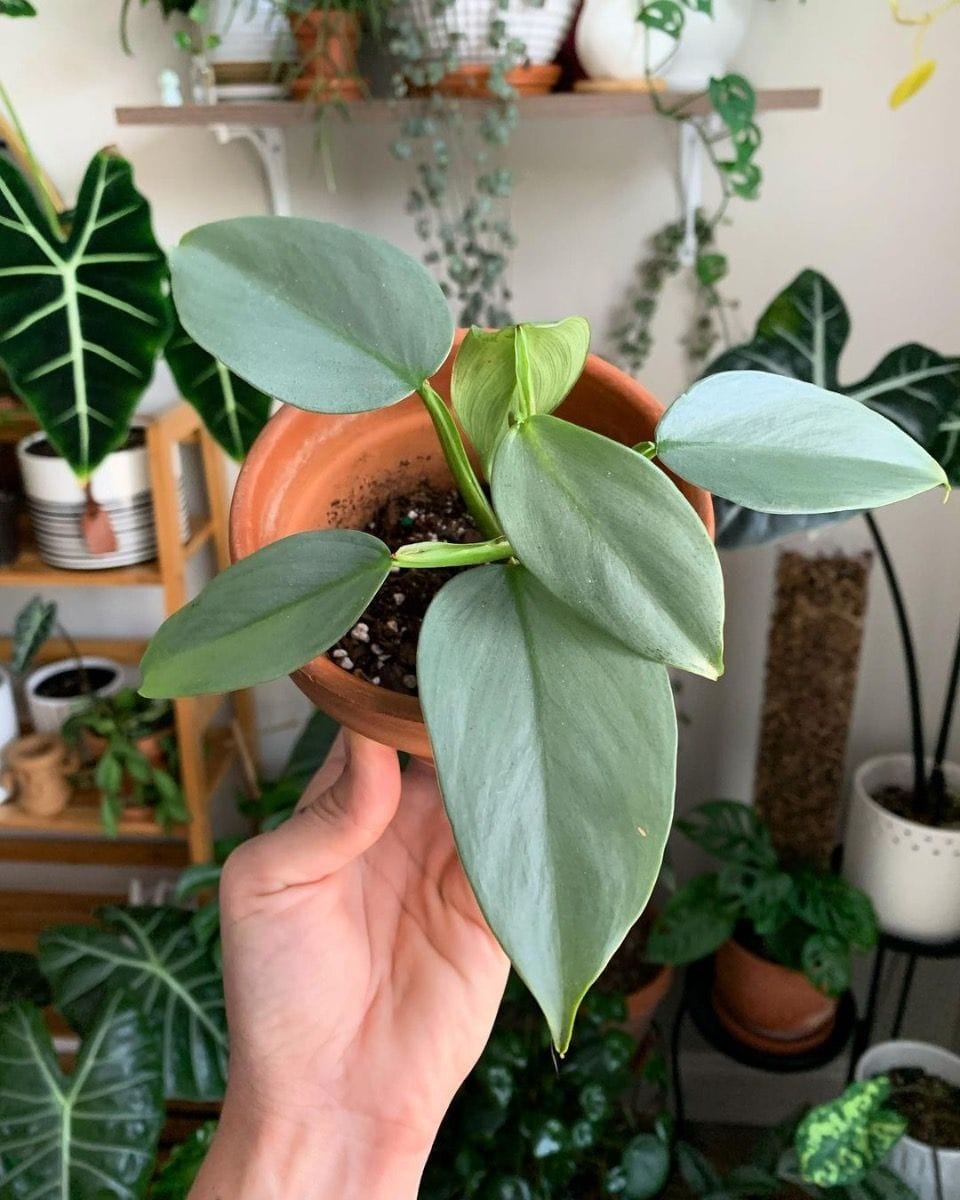 Baby Philodendron Hastatum Silver Sword