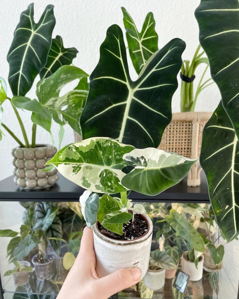 Baby Alocasia Elephant Ears Frydek Variegata