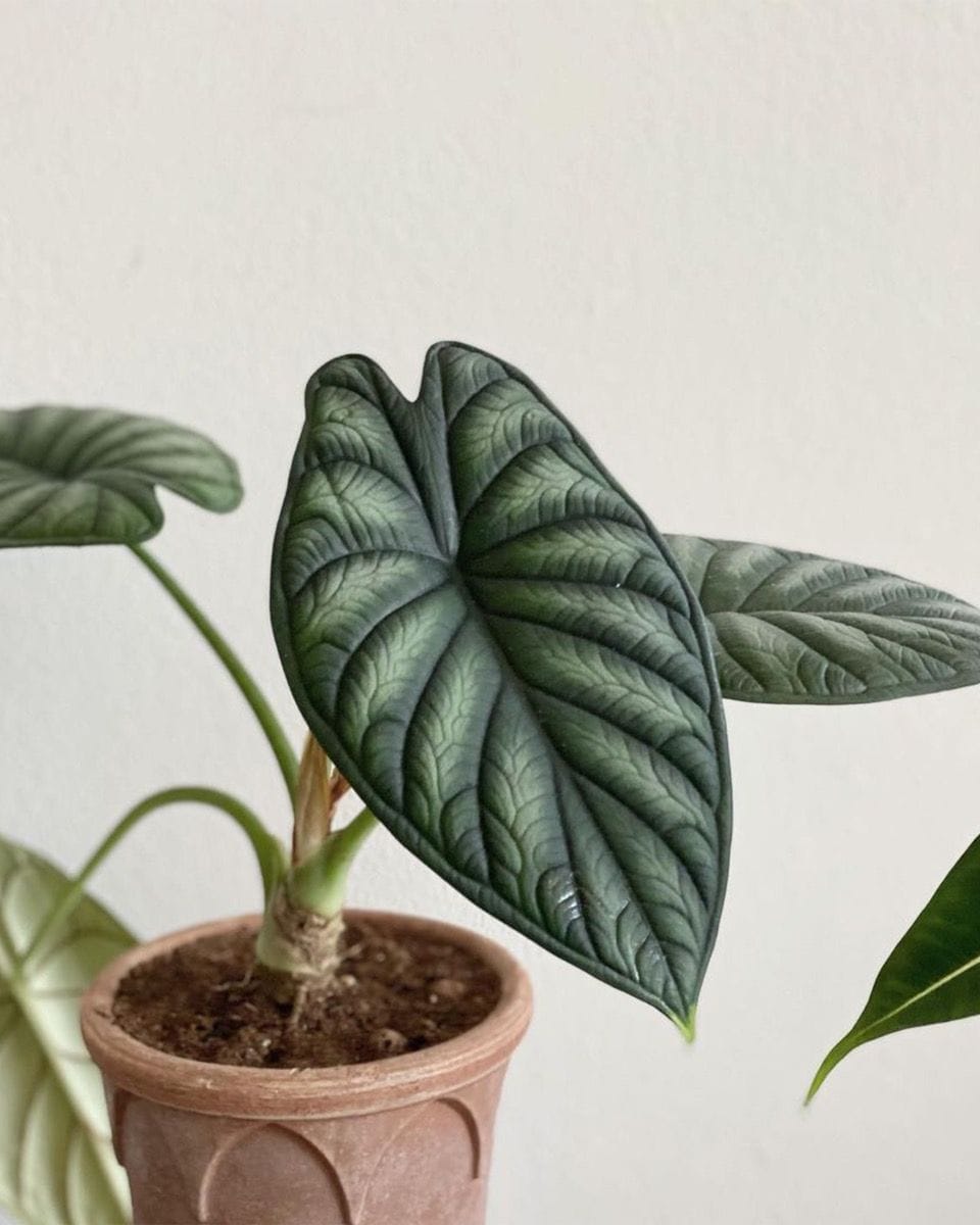 Baby Alocasia Baginda Dragon Scale