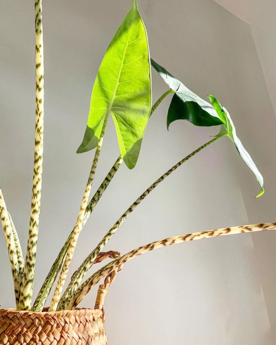 Baby Alocasia Elephant Ears Zebrina