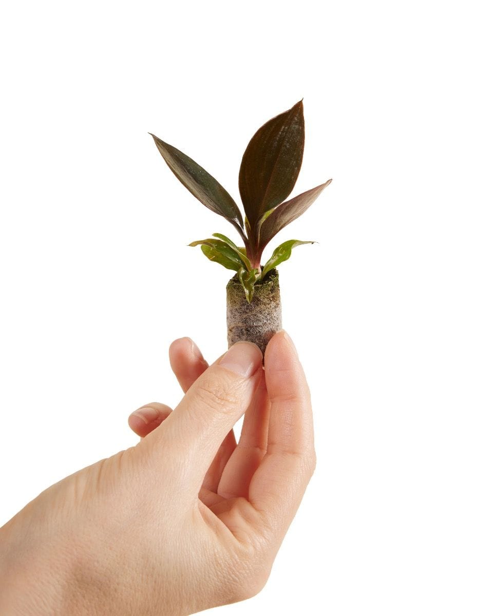 Baby Philodendron Linnaei Kunth