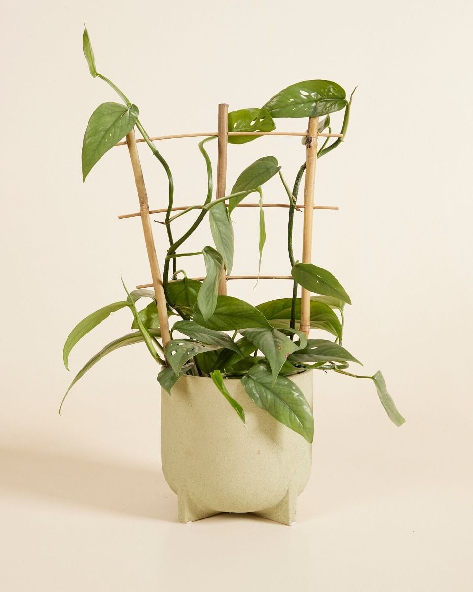 Lily Wooden Rack 30 cm