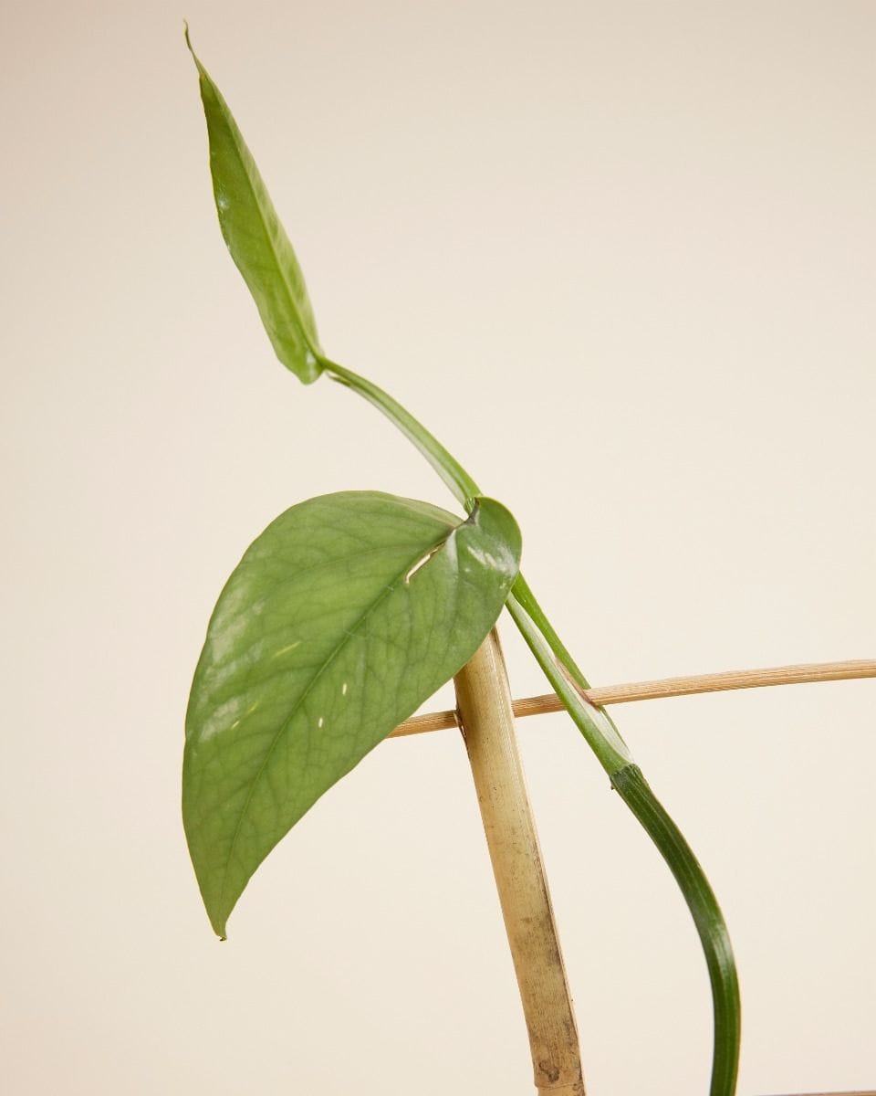 Lily Wooden Rack 30 cm