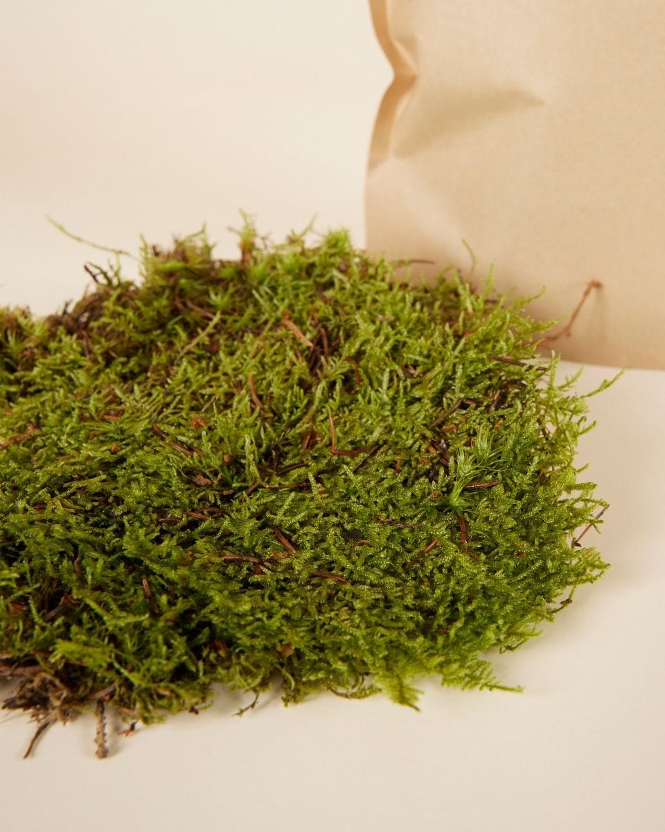 Living Moss 30 x 20 cm
