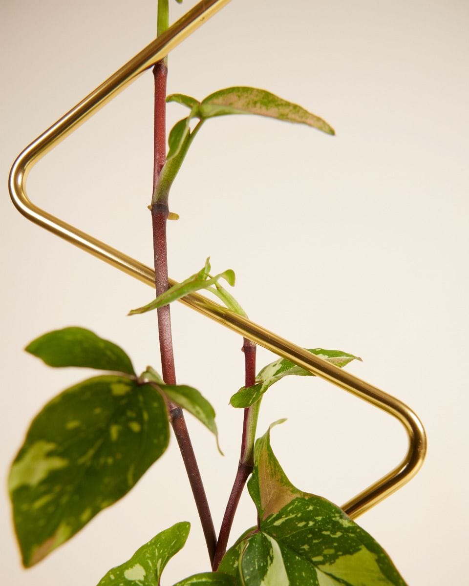 ZigZag Plantstake Brass