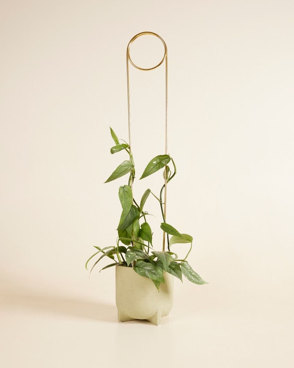 Pin Plantstake Brass