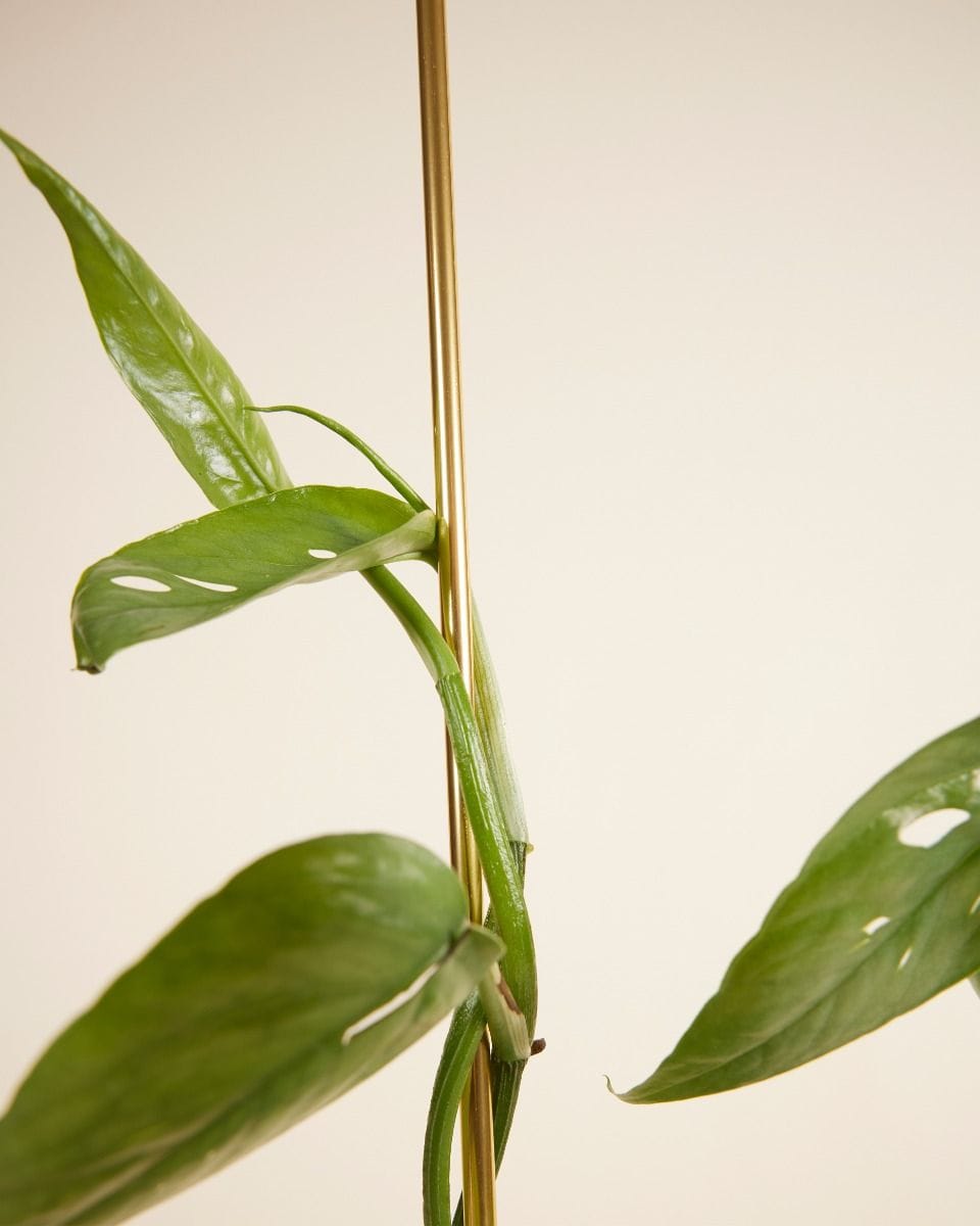 Pin Plantstake Brass