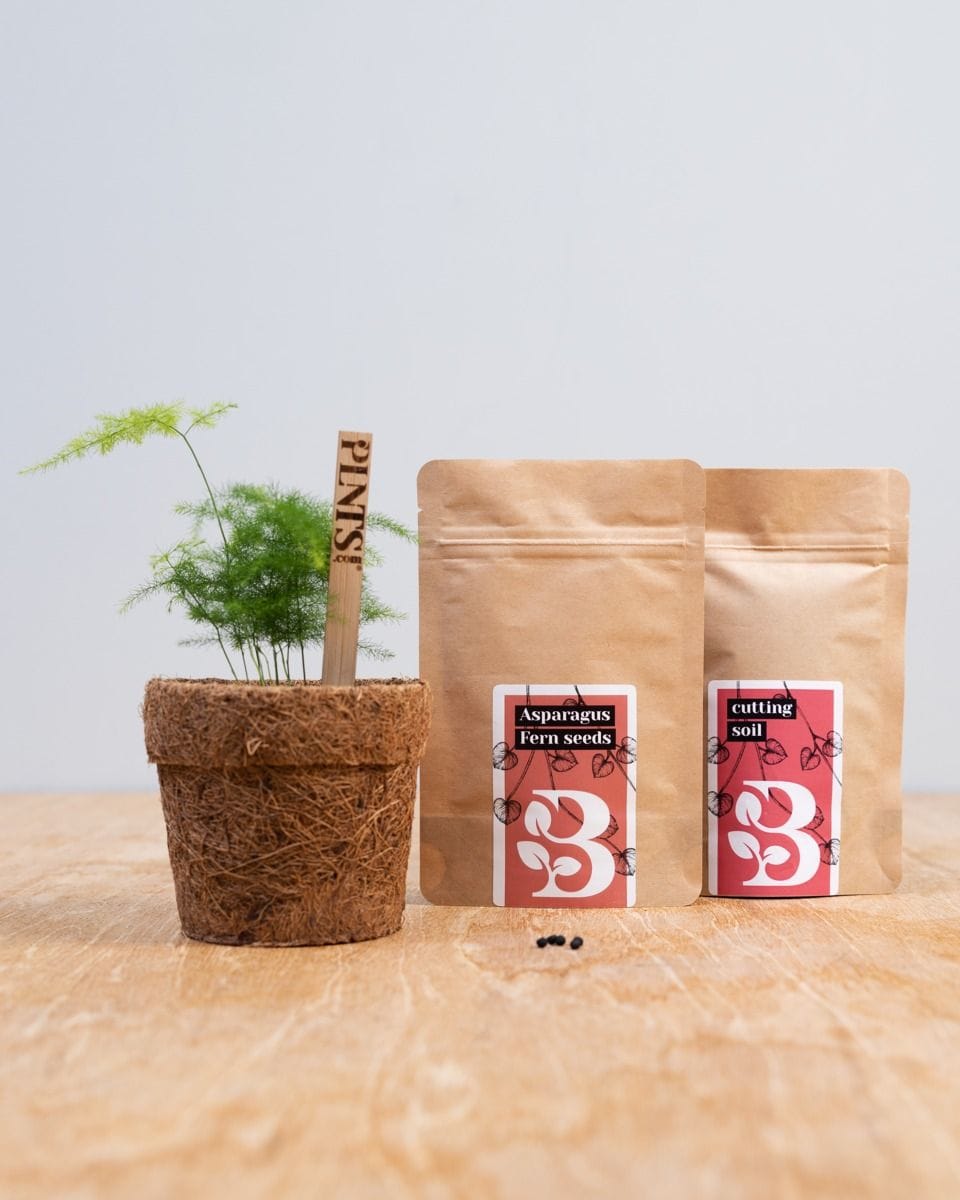 Asparagus Fern Seed Kit seed kit
