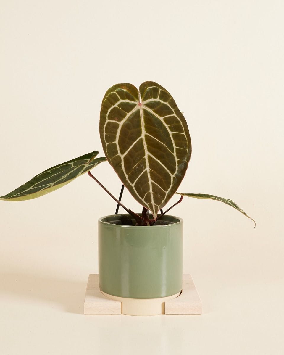 Lisa Pot Hanger  Medium