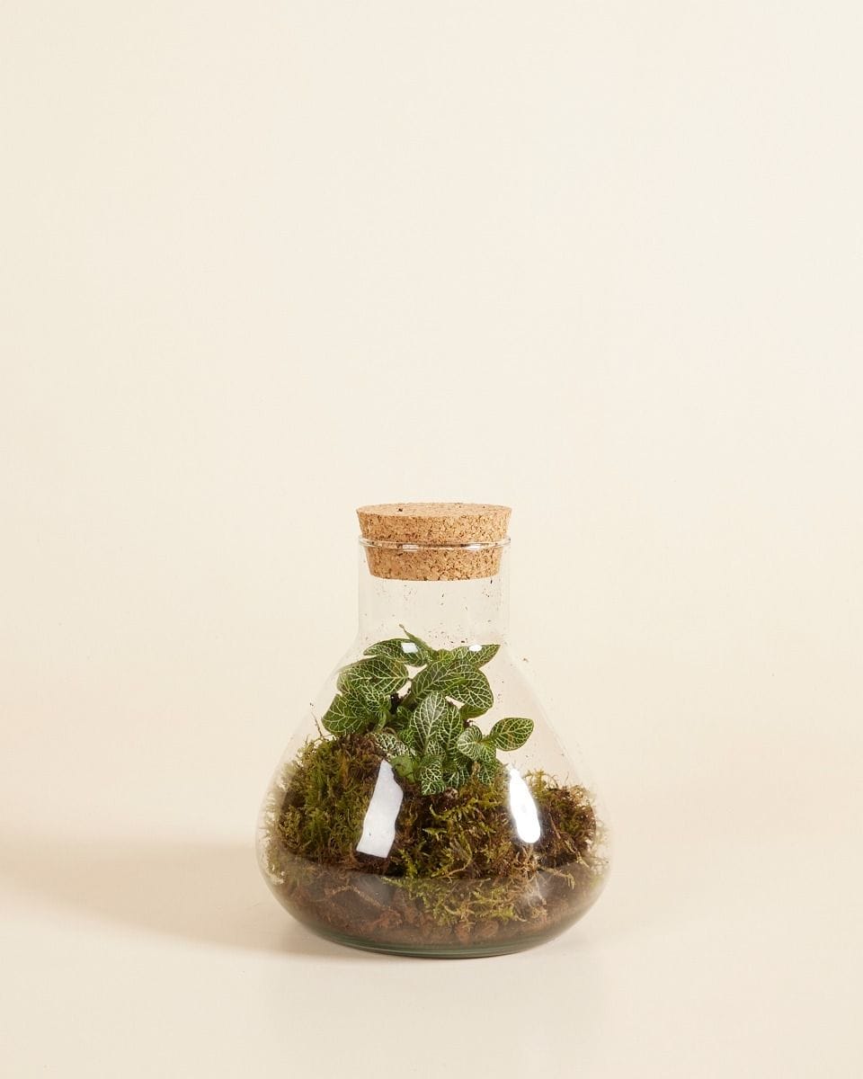 Emily Terrarium Small Ø 17 cm