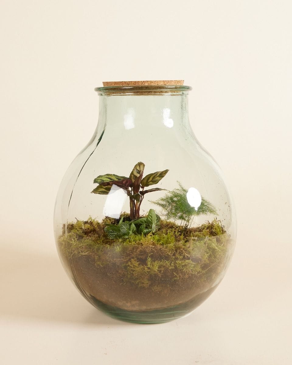 Olly Terrarium Large Ø 29 cm