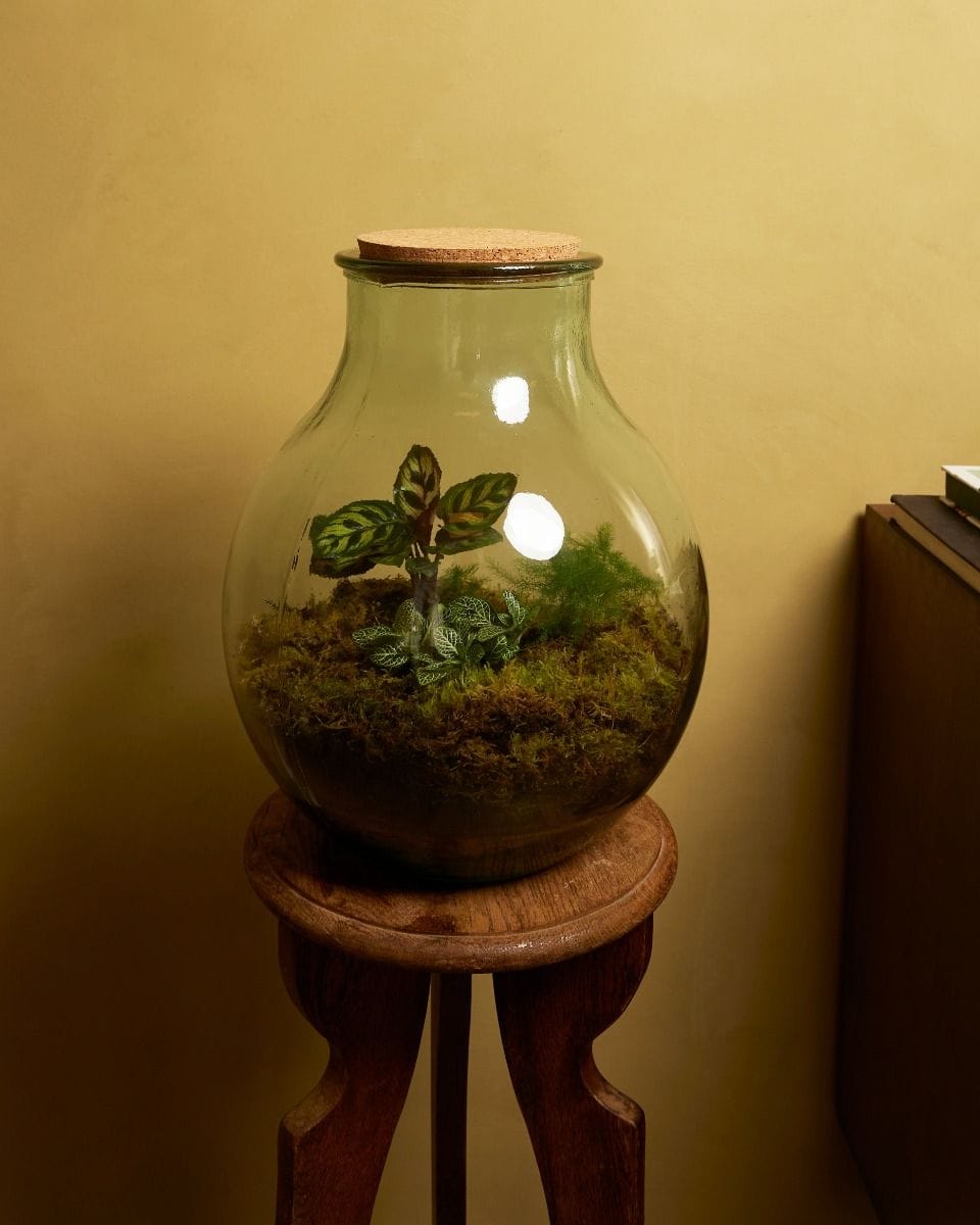 Olly Terrarium Large Ø 29 cm