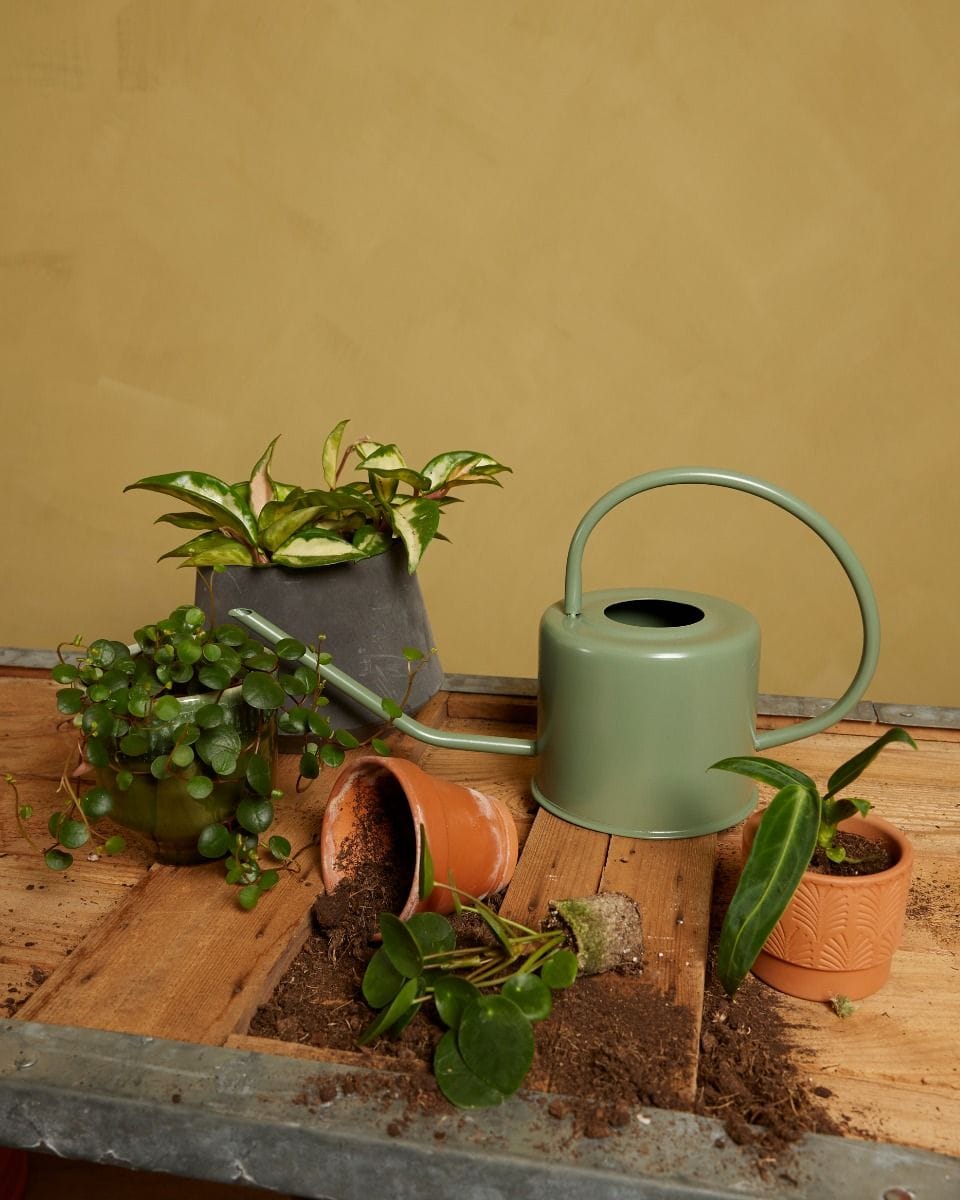 Ancho Watering Can Green Green