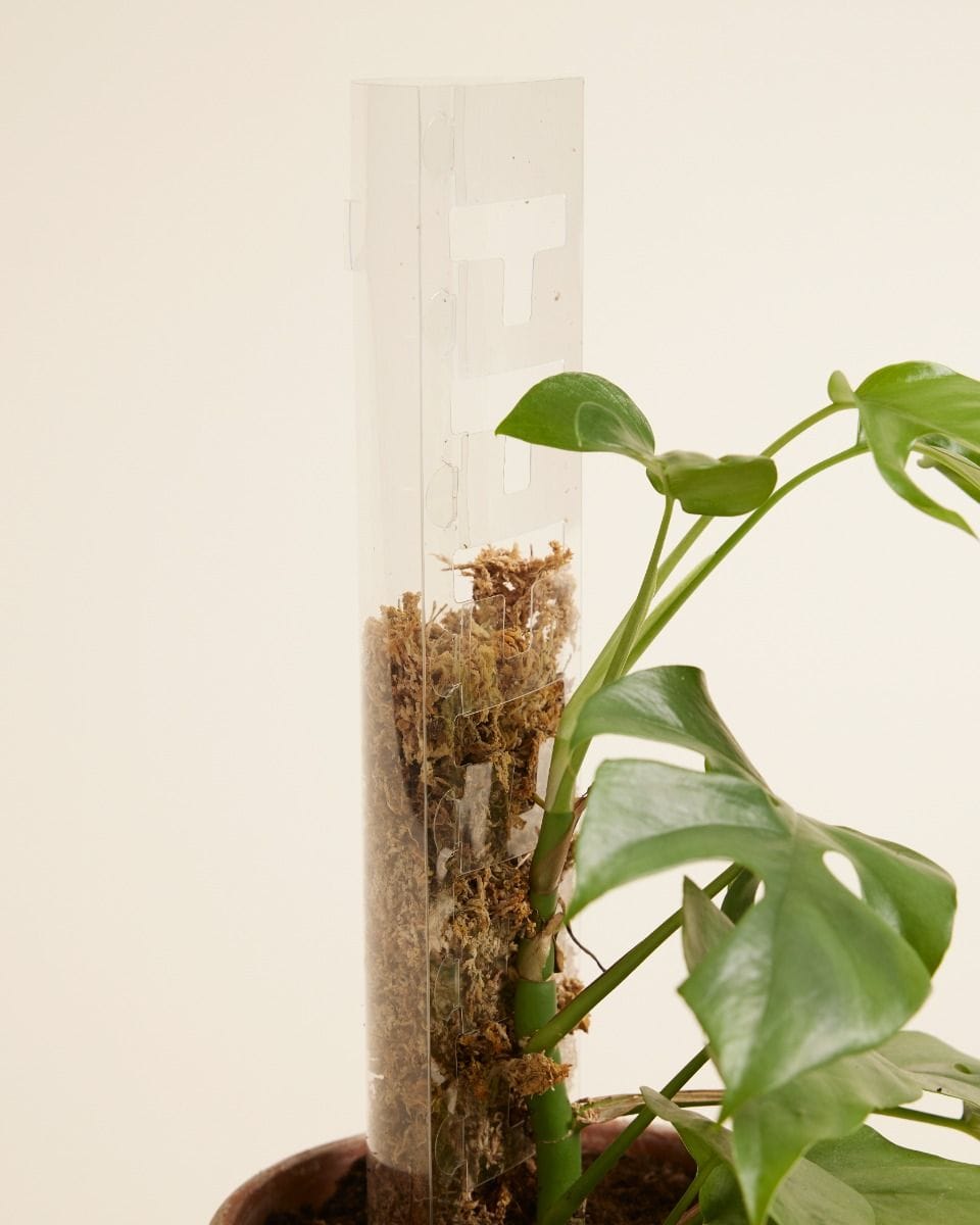 Medium Sphagnum Moss Pole Kit  40 cm
