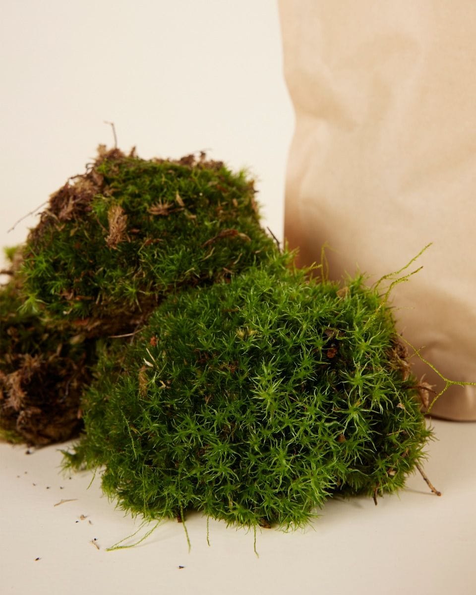 Living Cushion Moss  3 pieces