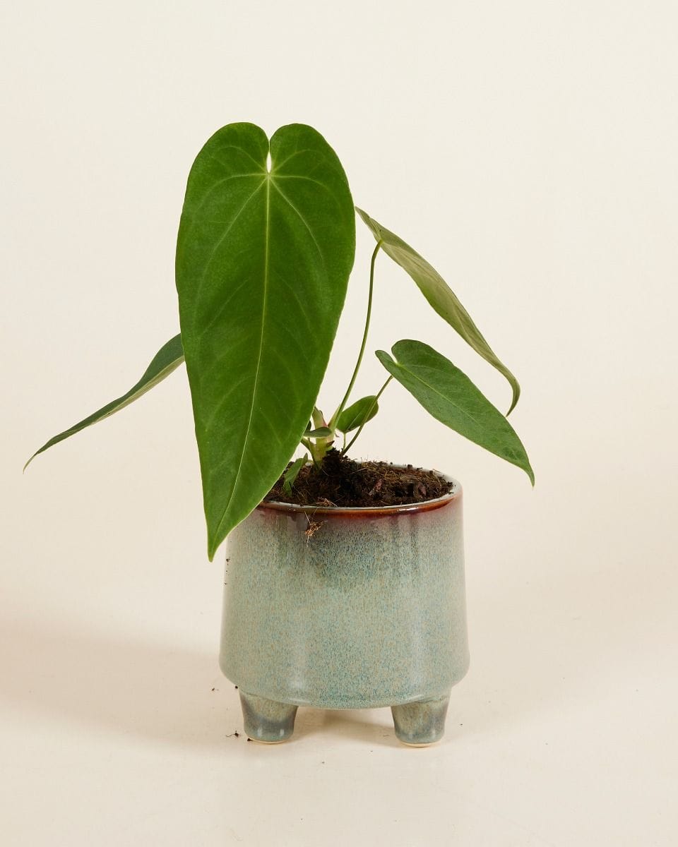 Pot Troika Blue Ø 11 cm