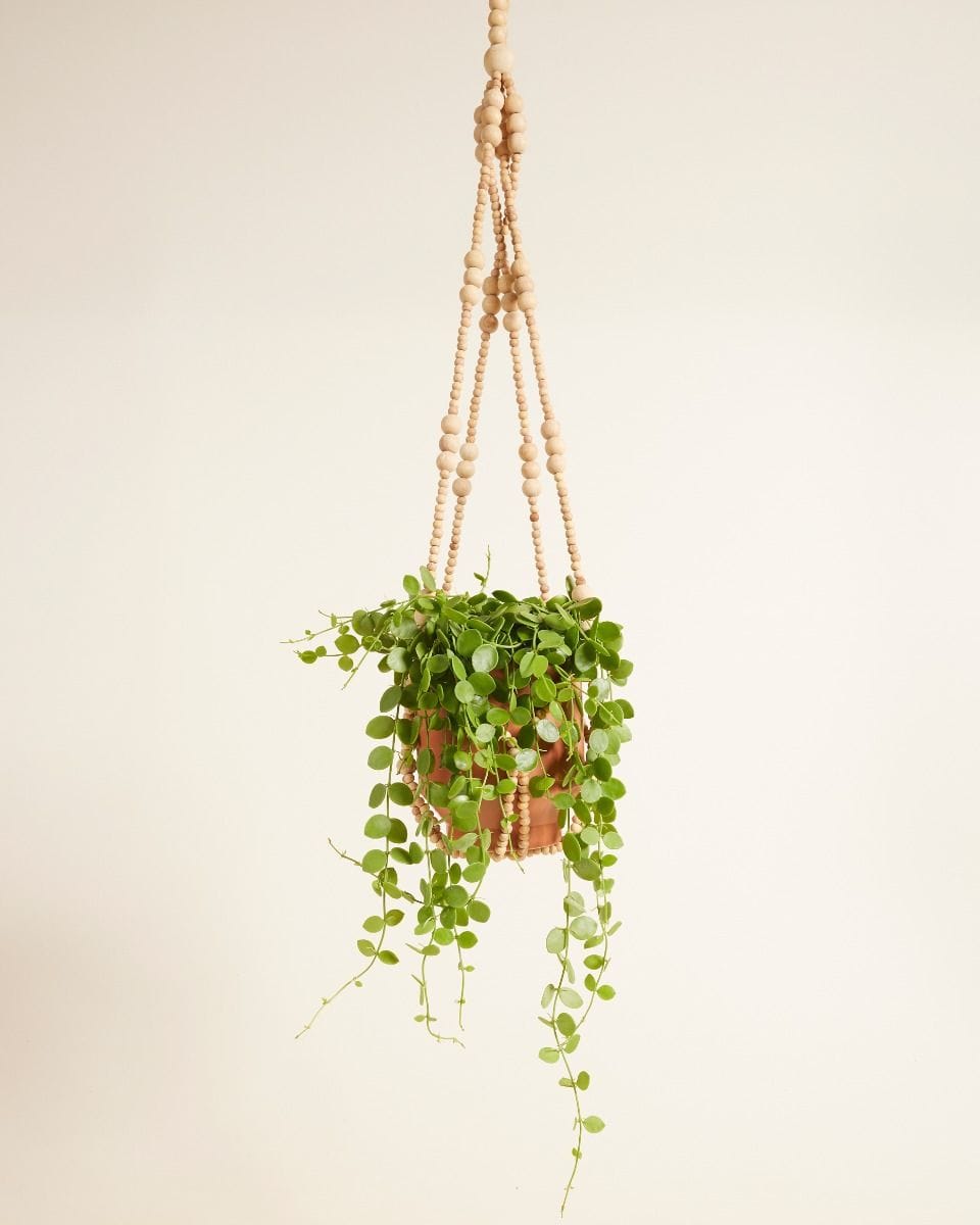 Terry Hanger Natural 80 cm