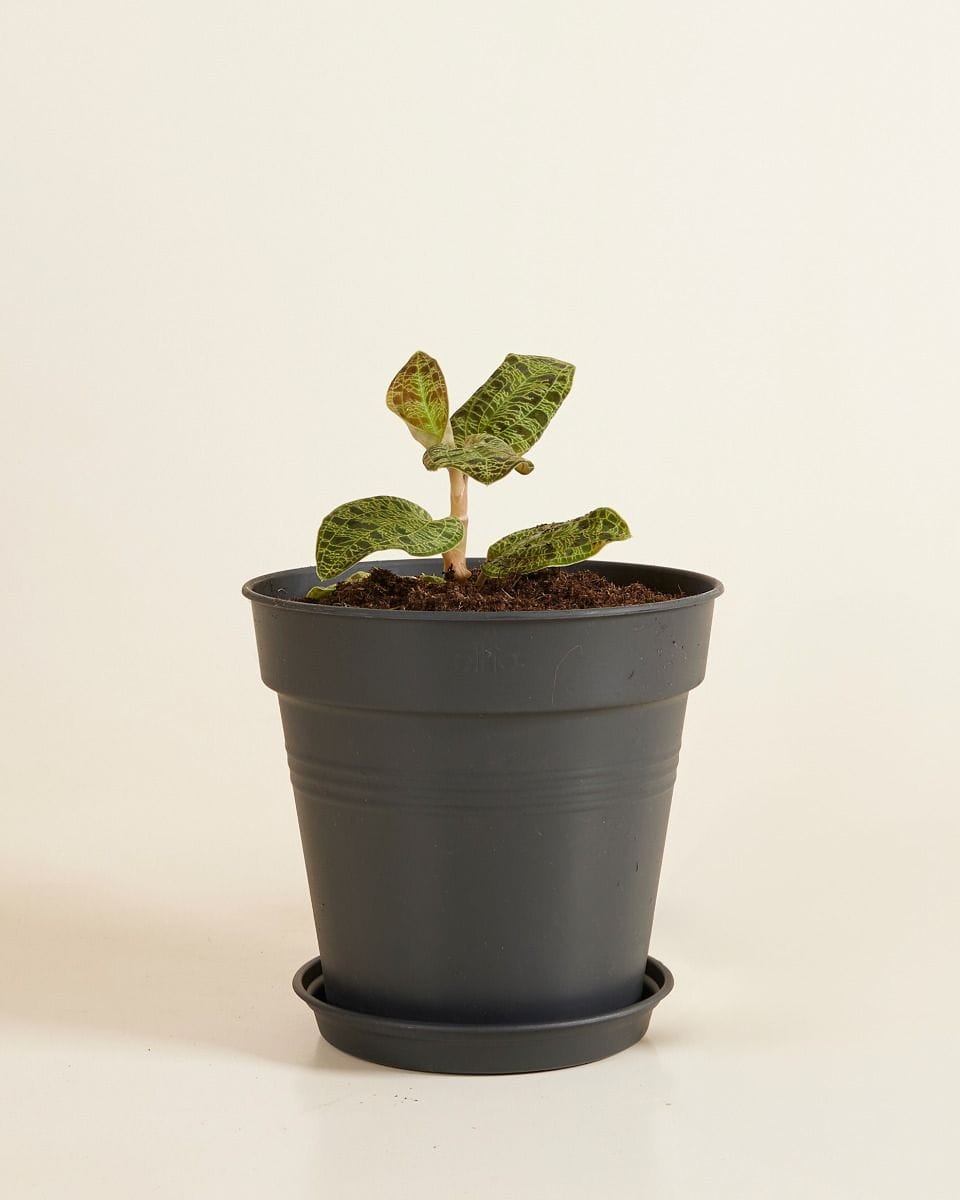 Elho Hagrid Plant Saucer  Ø 14 cm